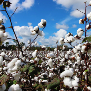Organic Cotton